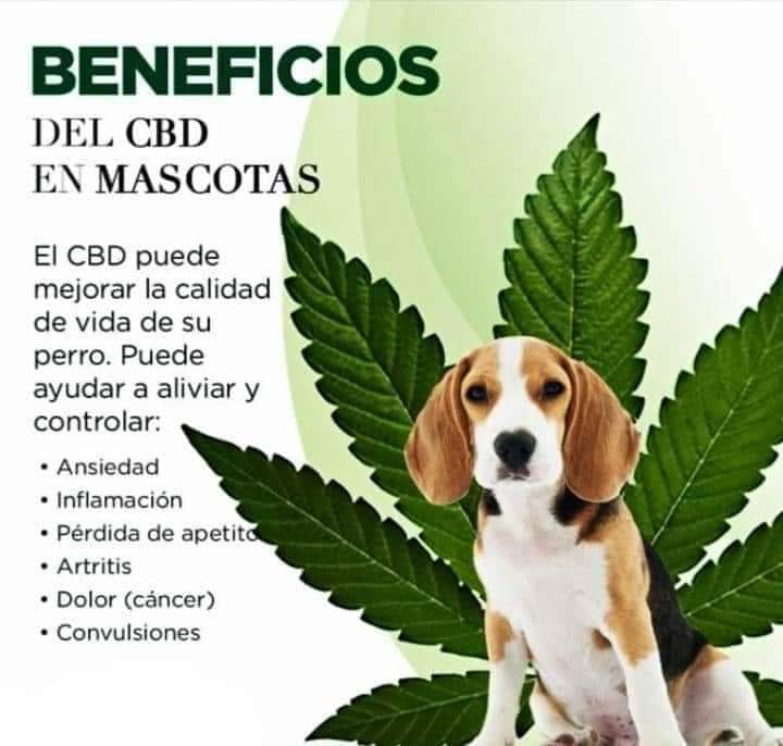 CBD para mascotas: El nuevo aliado para tu peludito amigo